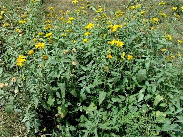 Verbasina encelioides